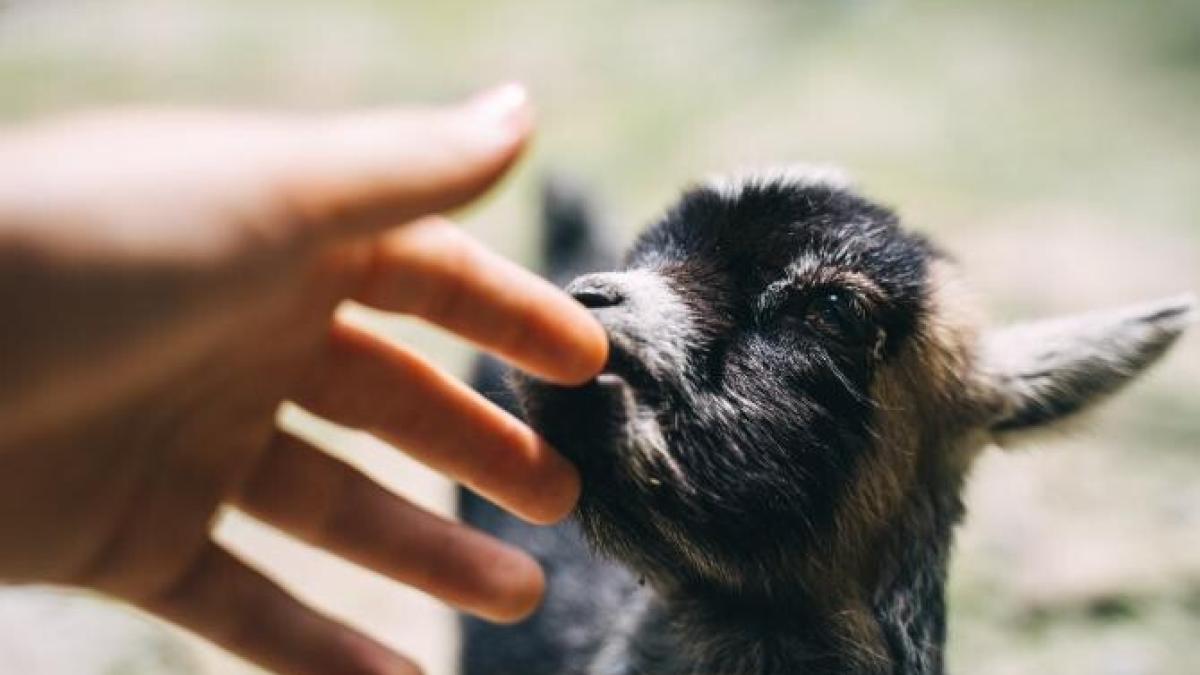 prietenie-maimuta-ied_33257200