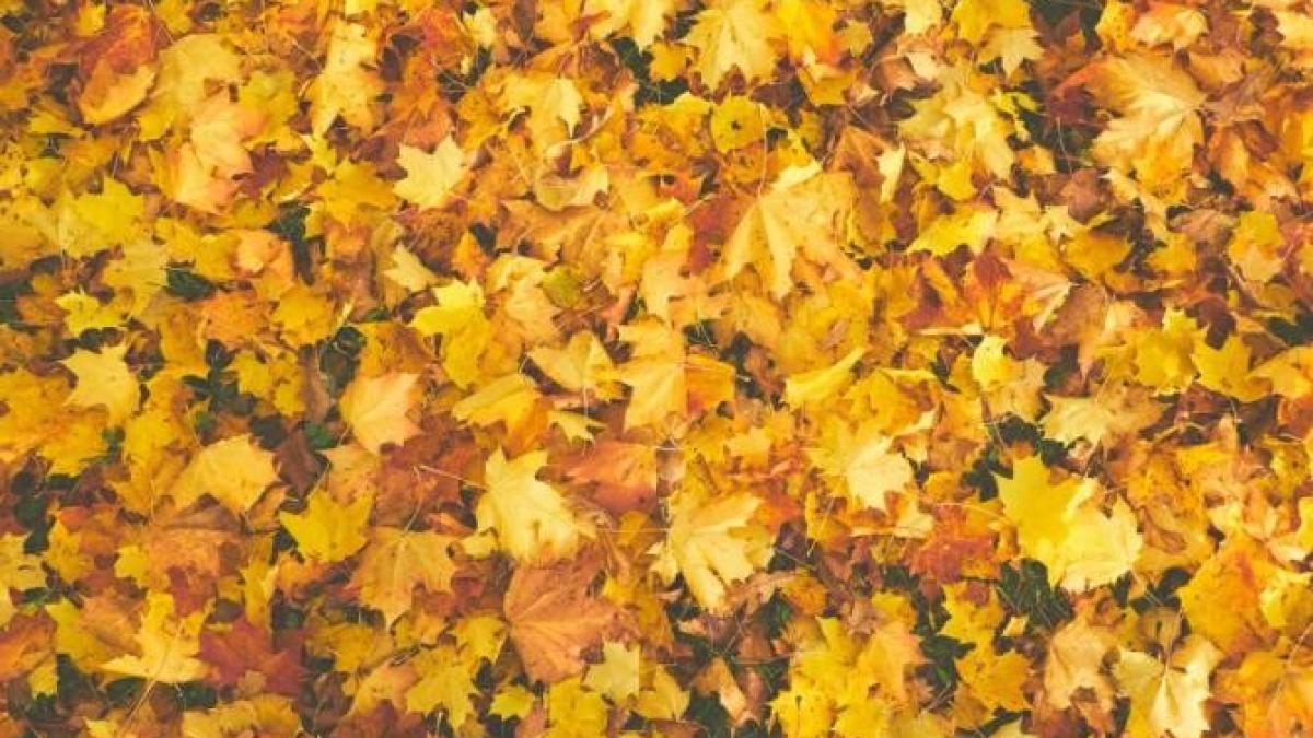 vreme_weekend_octombrie_foto_pexels_18434300