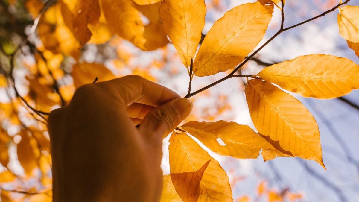 pexels-marta-wave-5876181_24526300