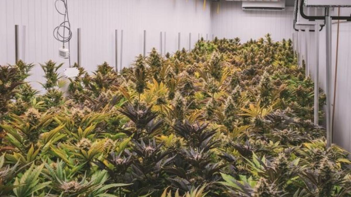 plantatprc-ccprc-a7iile-de-canabis-prosperaprc-ccprc-86-iprc-ccprc-82n-kandahar_26726000