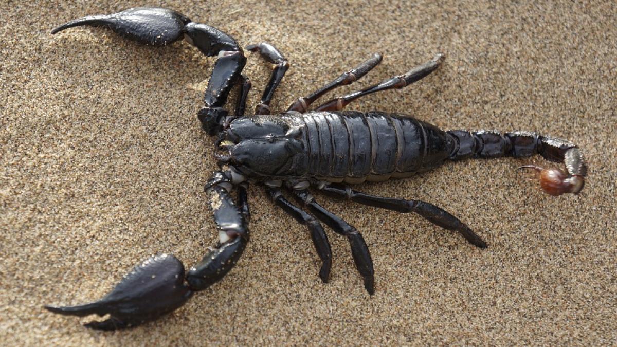 scorpion-mare-cat-un-caine_73487100