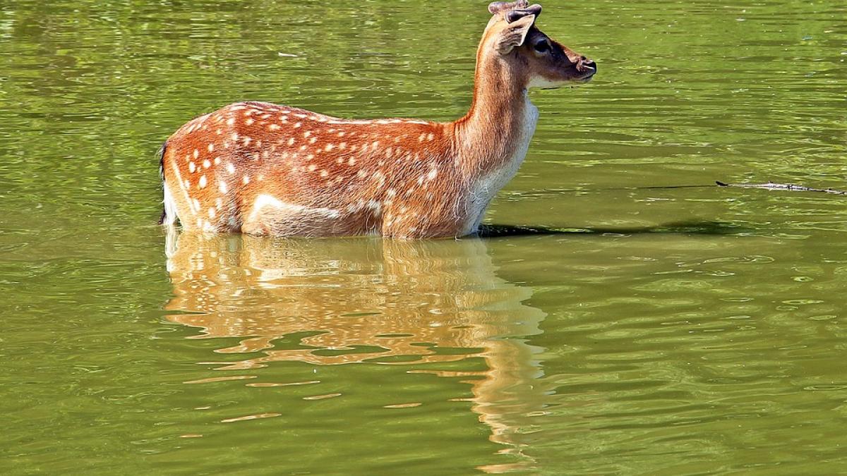 caprioara-filmata-inot-lacul-bicaz_71683800