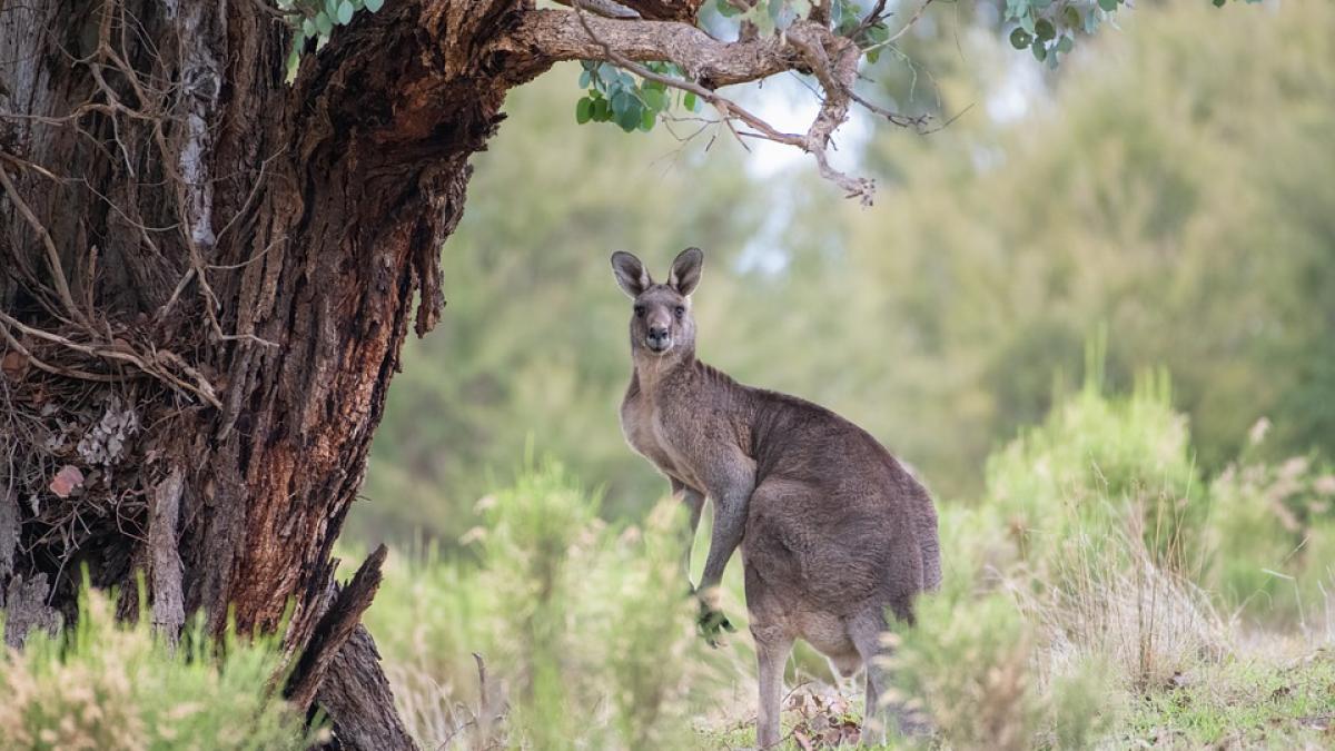 de-ce-cuvantul-cangur-se-traduce-nu-inteleg--tu-stiai_06983200