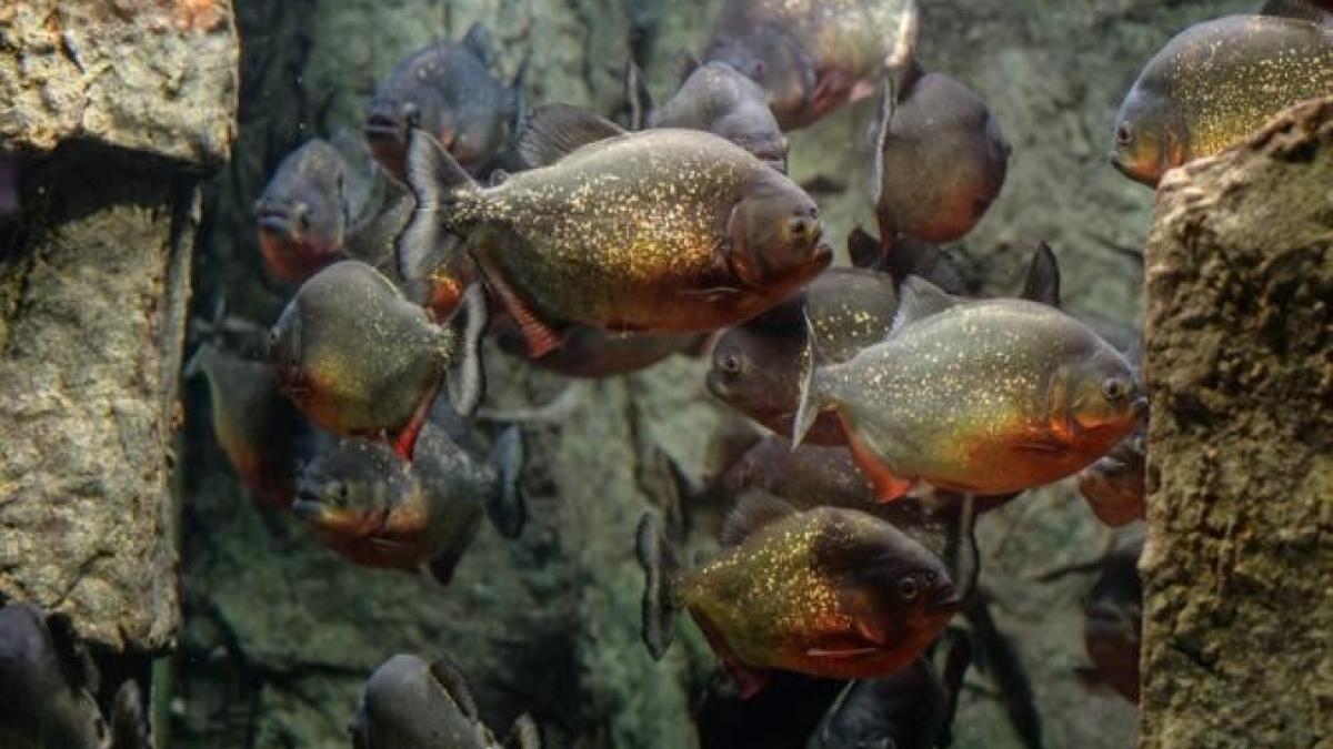 a-vrut-saprc-ccprc-86-scape-de-un-roi-de-albine-sprc-ccprc-a6i-a-sfaprc-ccprc-82rsprc-ccprc-a6it-devorat-de-pesprc-ccprc-a6ti-piranha-iprc-ccprc-82ntr-un-lac_16218200