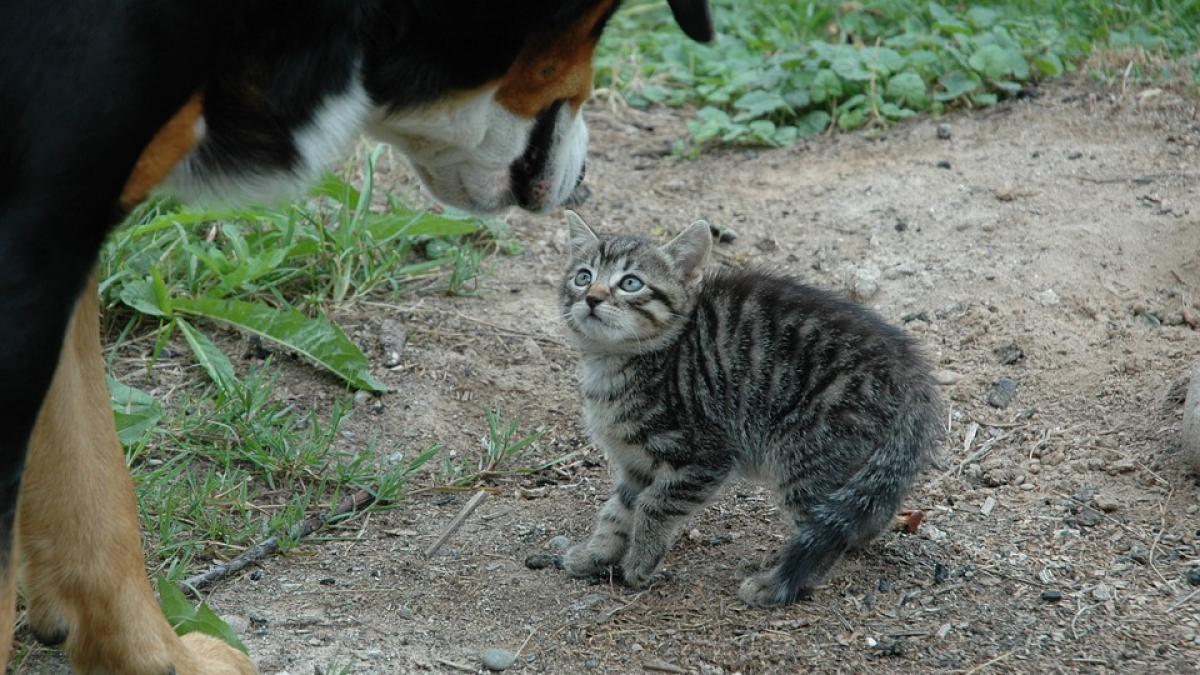 dosar-penal-pentru-un-barbat--dupa-ce-si-a-pus-cainele-sa-i-sfasaie-pisica--totul-a-fost-filmat-si-pus-pe-facebook_09984500