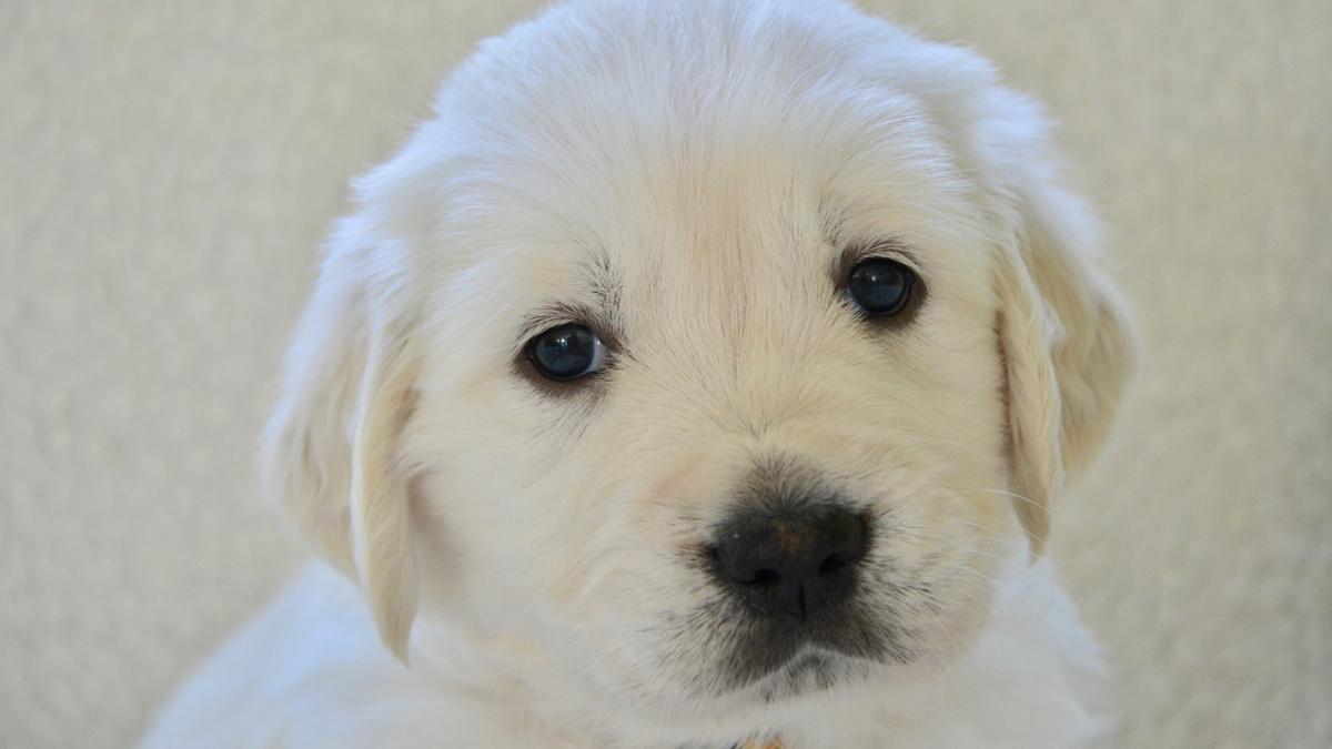 de-ce-cainii-inclina-usor-capul-cand-vorbim-cu-ei_74090500