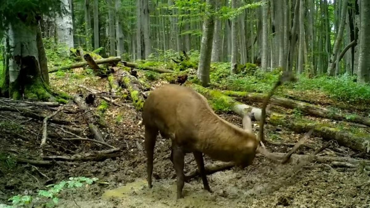 captura-video-romsilva_65759600