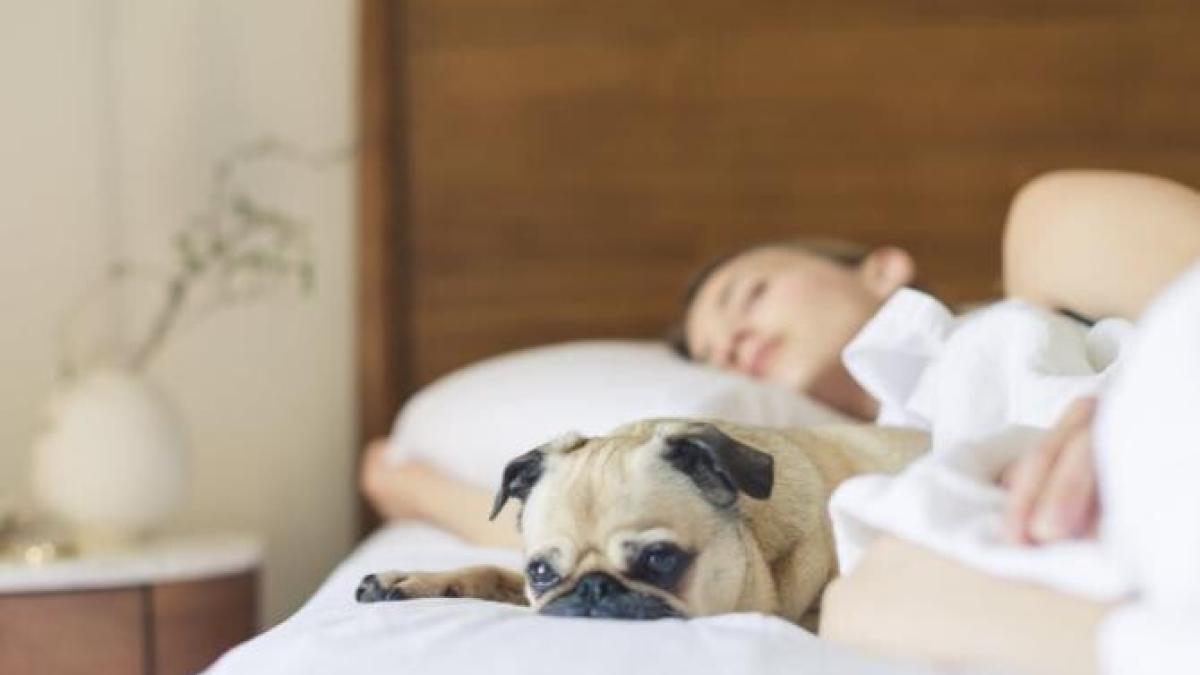 somn_foto_pexels_22865300