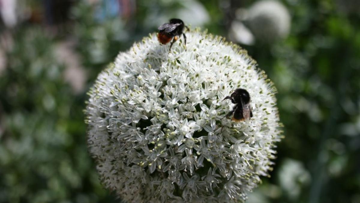 fusti-ceapa_13219800