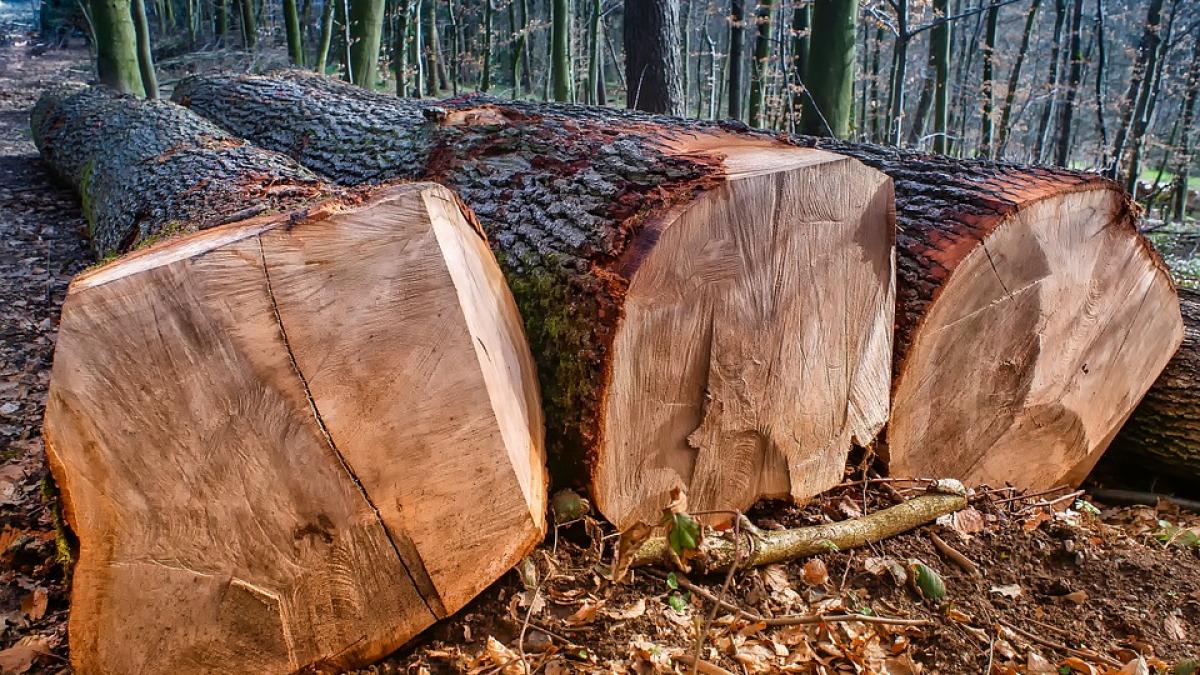 padurar-batut-hoti-de-lemne_27928400