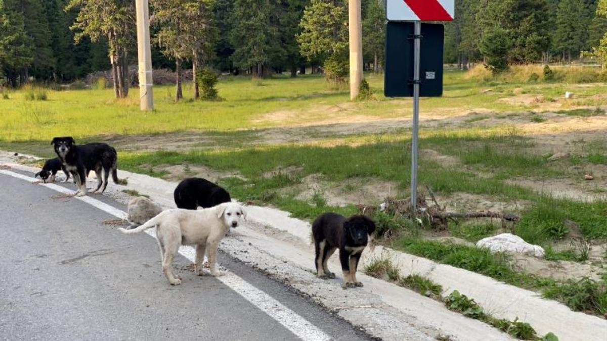 turistii-care-fac-drumetii-in-zona-montana-din-dambovita--in-pericol-din-cauza-cainilor-maidanezi_65925800
