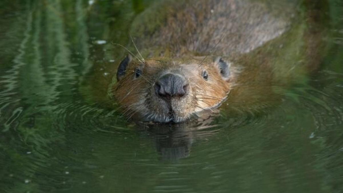 toamnaprc-ccprc-86-istoricaprc-ccprc-86-iprc-ccprc-82n-muntprc-ccprc-a6ii-faprc-ccprc-86gaprc-ccprc-86rasprc-ccprc-a6--se-iprc-ccprc-82ntaprc-ccprc-82mplaprc-ccprc-86-dupaprc-ccprc-86-100-de-ani_27109600