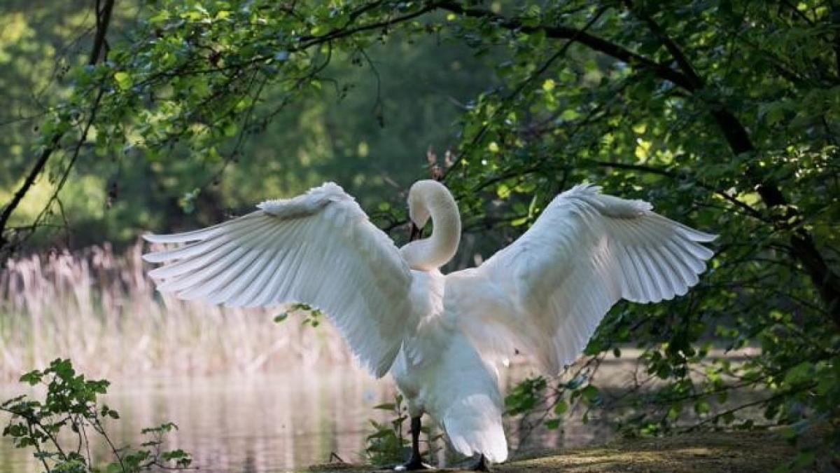 alertaprc-ccprc-86-sanitar-veterinaraprc-ccprc-86-gripa-aviaraprc-ccprc-86--confirmataprc-ccprc-86-la-o-lebaprc-ccprc-86daprc-ccprc-86-de-varaprc-ccprc-86_67143900