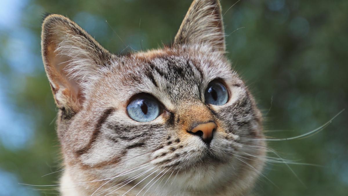 pisici-bebelus-salvat_24146100