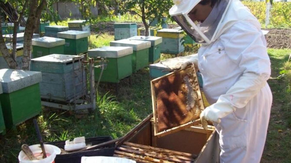 apicultor_82295700