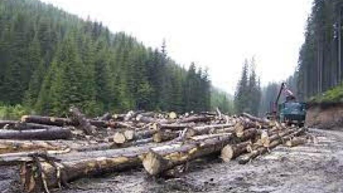 amenajari-silvice_68024500