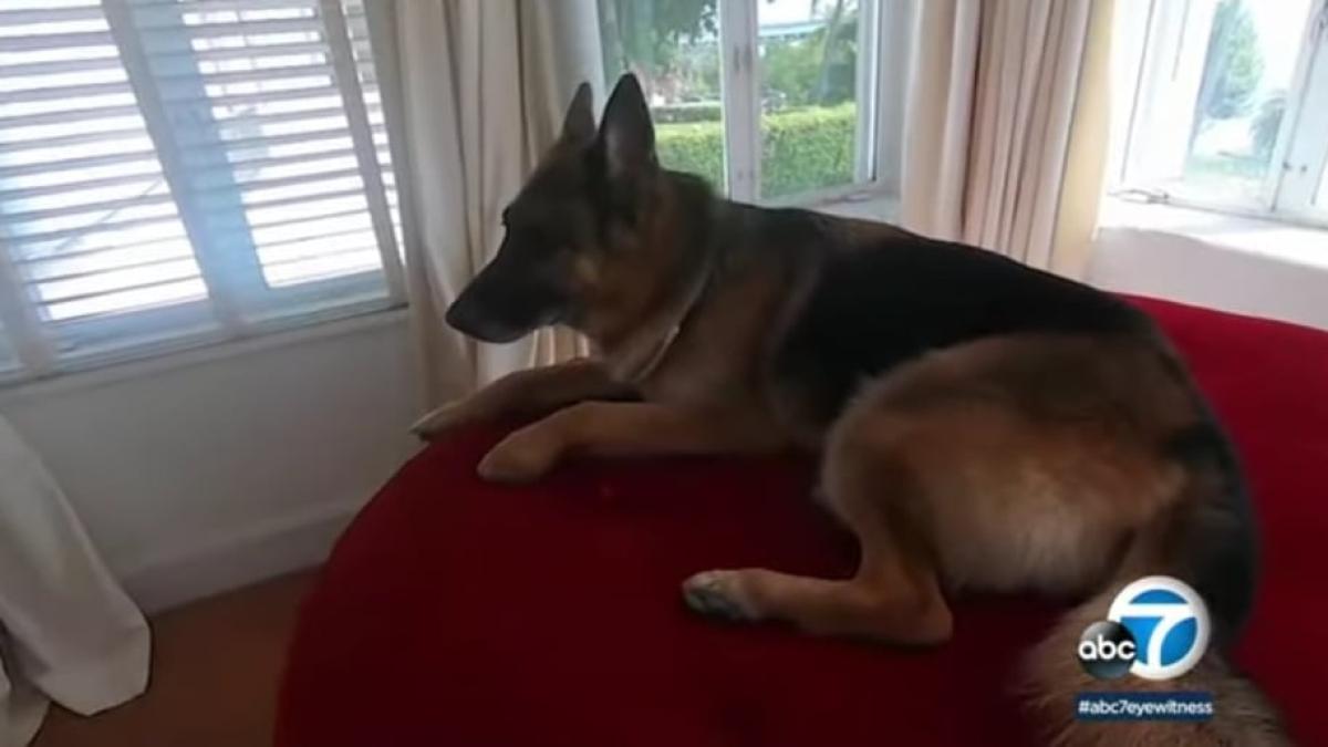 caine-bogat-vila_98371100