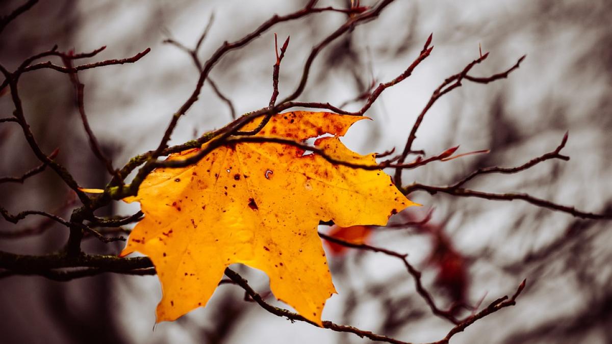 anm-prognoza-2-saptamani_16298700