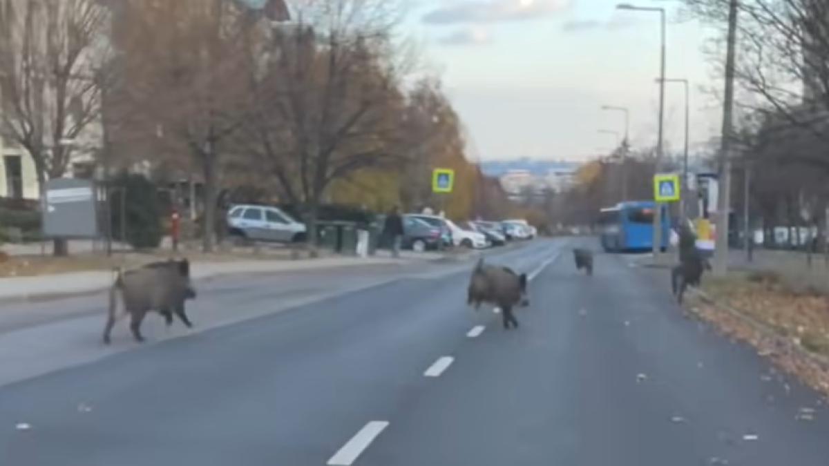 mistretii-prin-budapesta_22371400