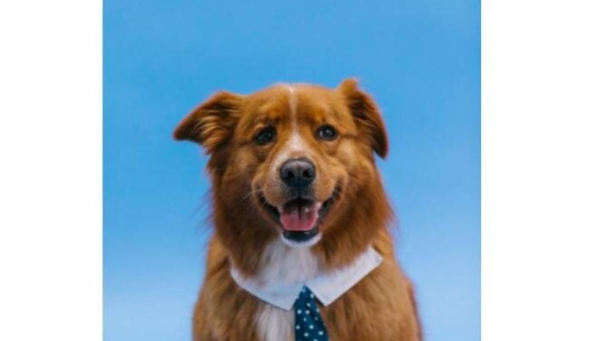 catel_foto_pexels_38681300