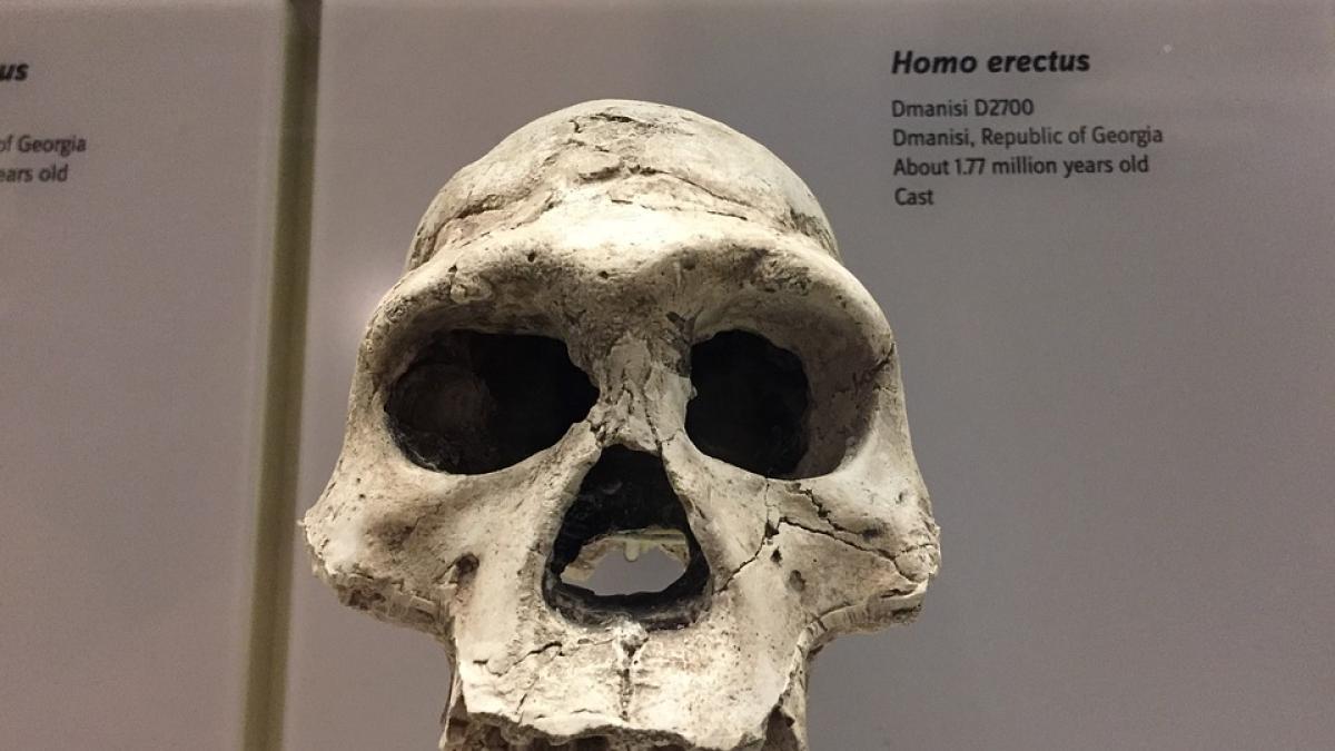schelet-hominid_63753200