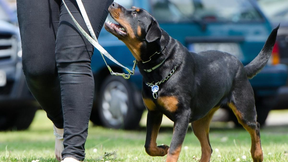 femeie-ucisa-de-caine-rottweiler_34274400
