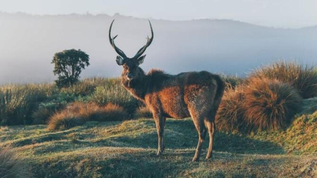 caprioara_foto_pexels_42228700