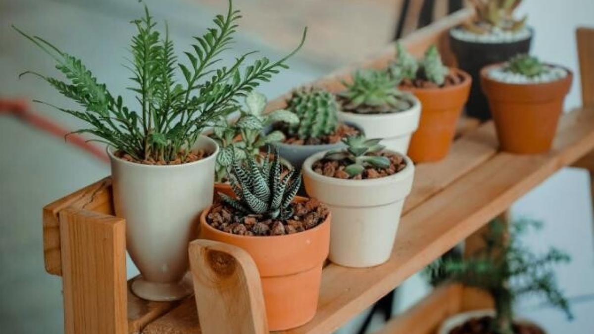 plante_foto_pexels_39942100