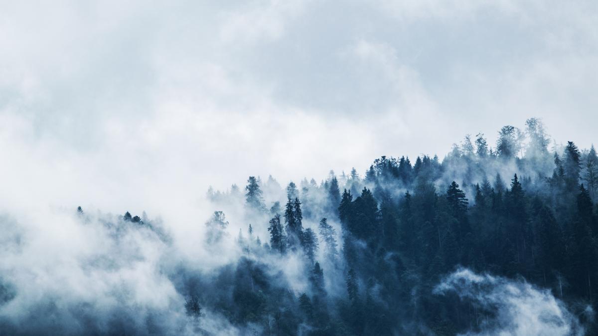 padure-ceata_32251400