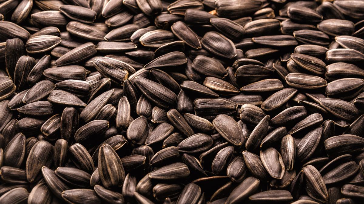 sunflower-g88fd3bb97_1920_55624300