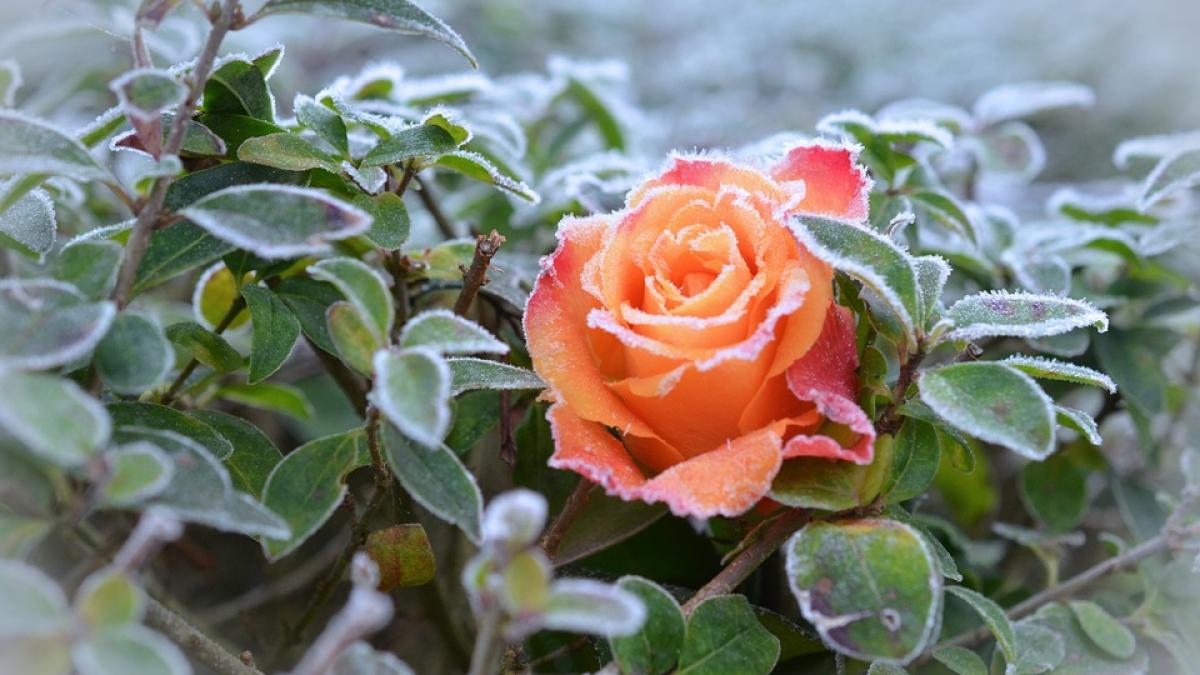 cum-protejezi-trandafirii-de-inghet--sfaturi-utile-pentru-gradina-ta-2_07932300