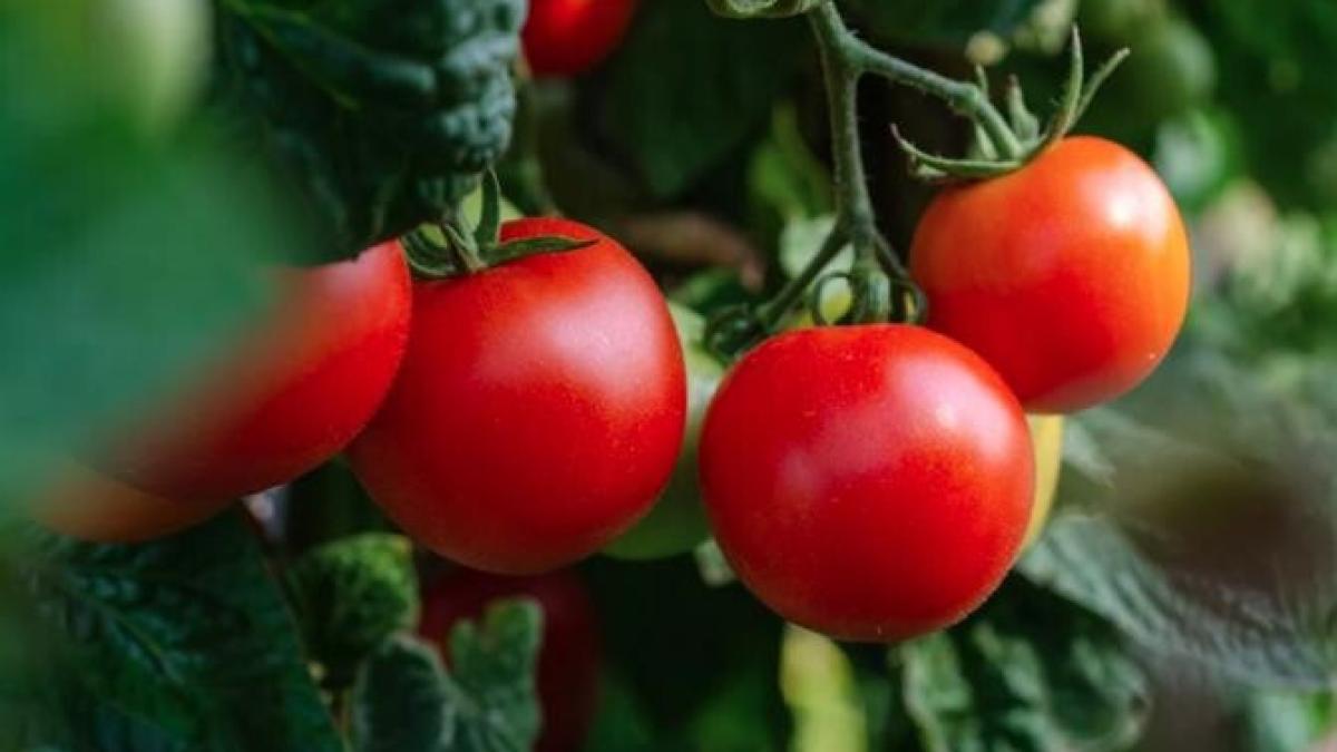 va-fi-reluat-programul-tomata--ministrul-agriculturii-saprc-ccprc-86-nu-mai-fim-dependentprc-ccprc-a6i_60524200