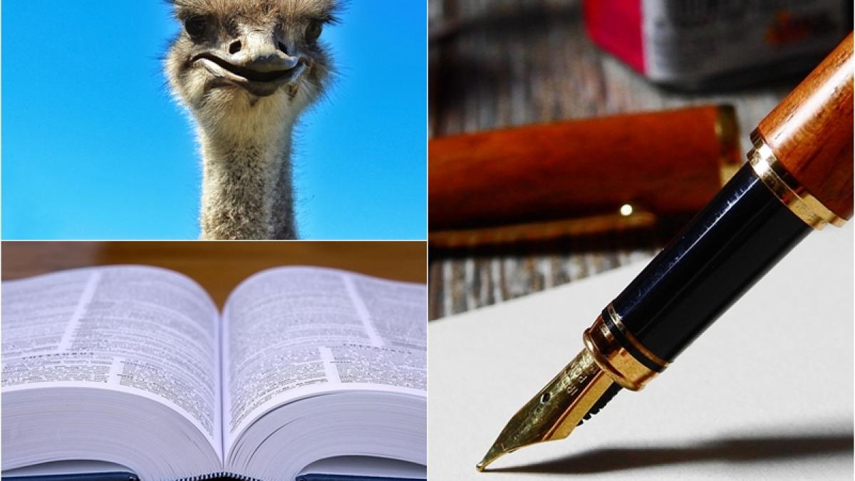 la-ce-spun-ardelenii-strut--nu-are-nicio-legatura-cu-pasarea-la-care-va-ganditi_96182900