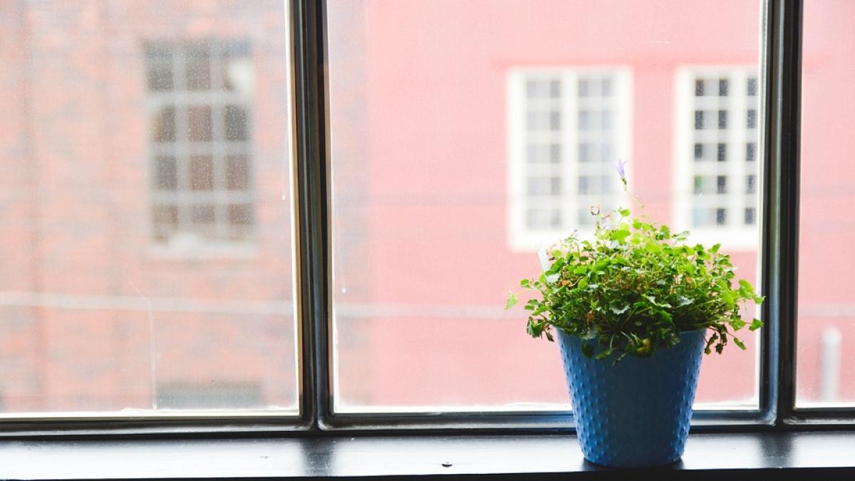 plante-ghiveci-miros-urat_02830400