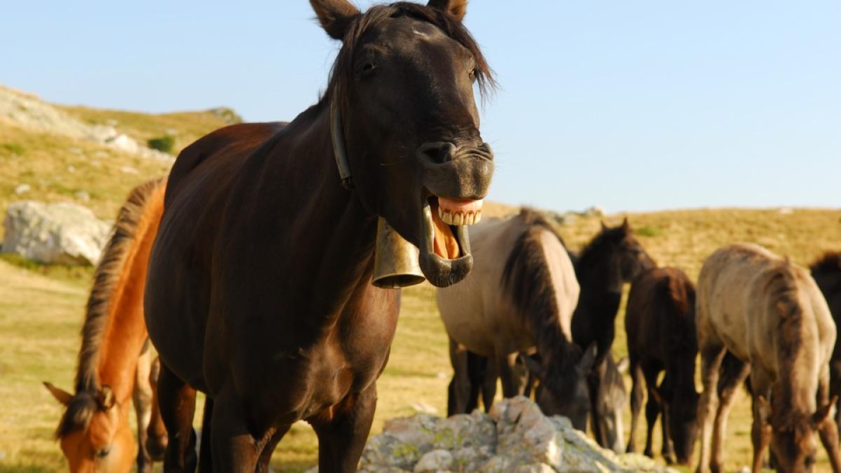 cele-mai-tari-bancuri-cu-olteni--moldoveni-si-ardeleni--de-ce-isi-plimba-moldovenii-copiii-cu-roaba-prin-beci_27328300