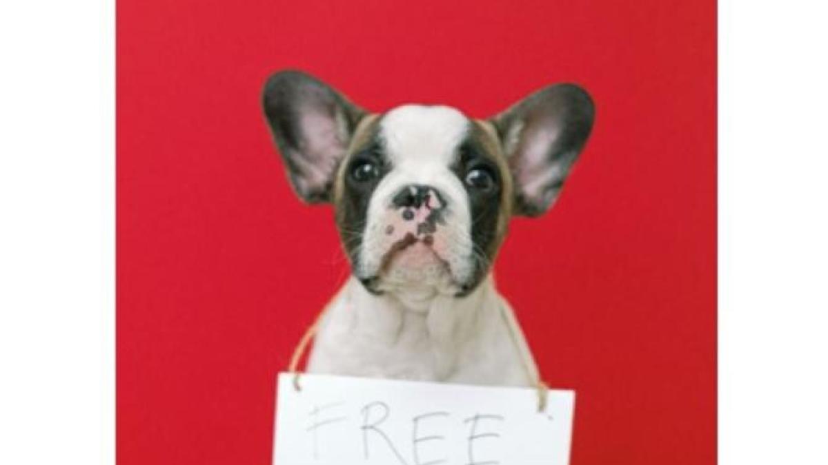 catel_foto_pexels_21748100