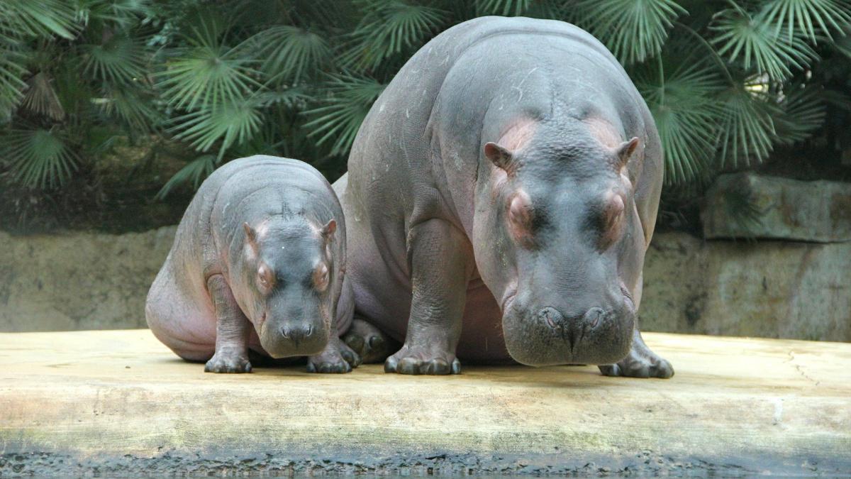 zoo-g9ed257849_1920_58153400