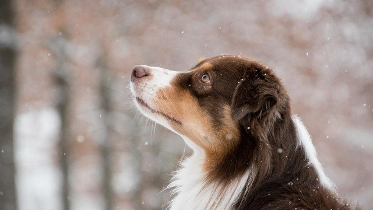 cod-galben-de-ninsori_77248000