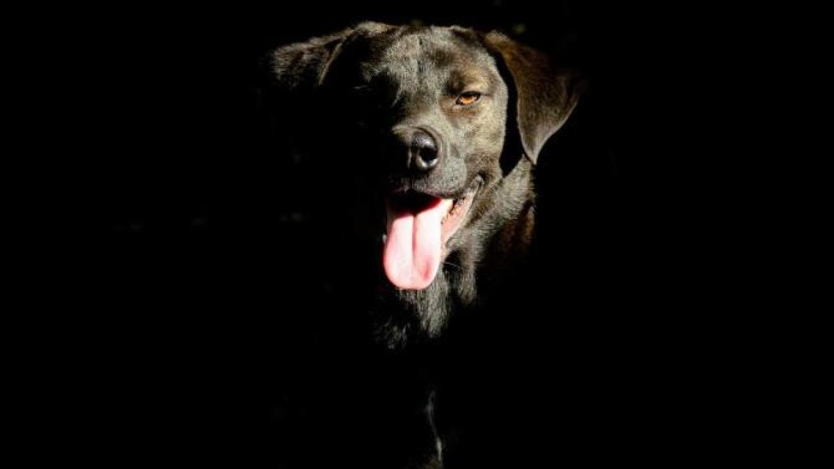 caine-agresiv-galait_42373800