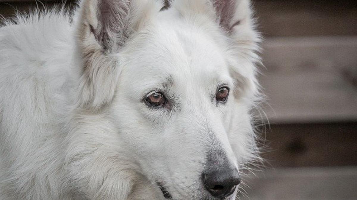 caine-curte-marinescu-latrat_87829000