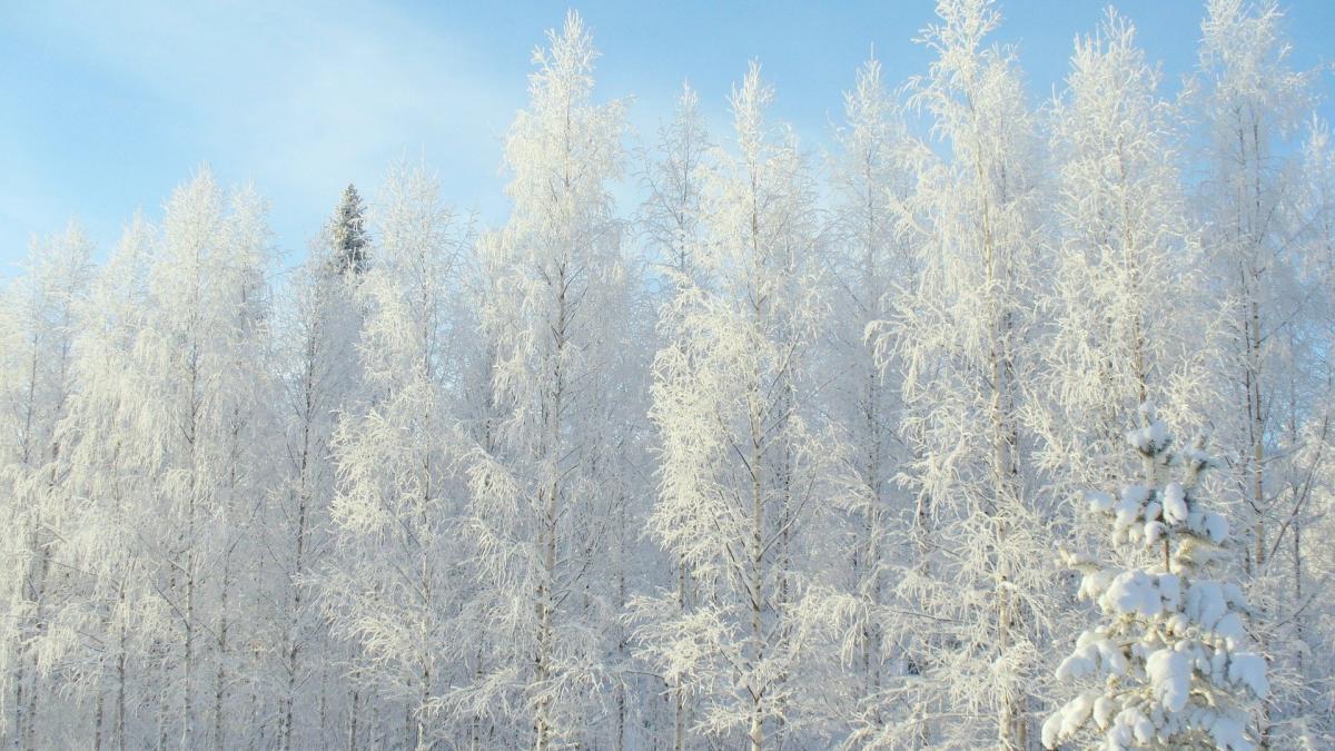 alerta-meteo--cod-galben-de-ceata--ghetus-si-polei---zonele-vizate--vremea-pe-o-luna--cum-va-fi-de-craciun-si-revelion_41173400