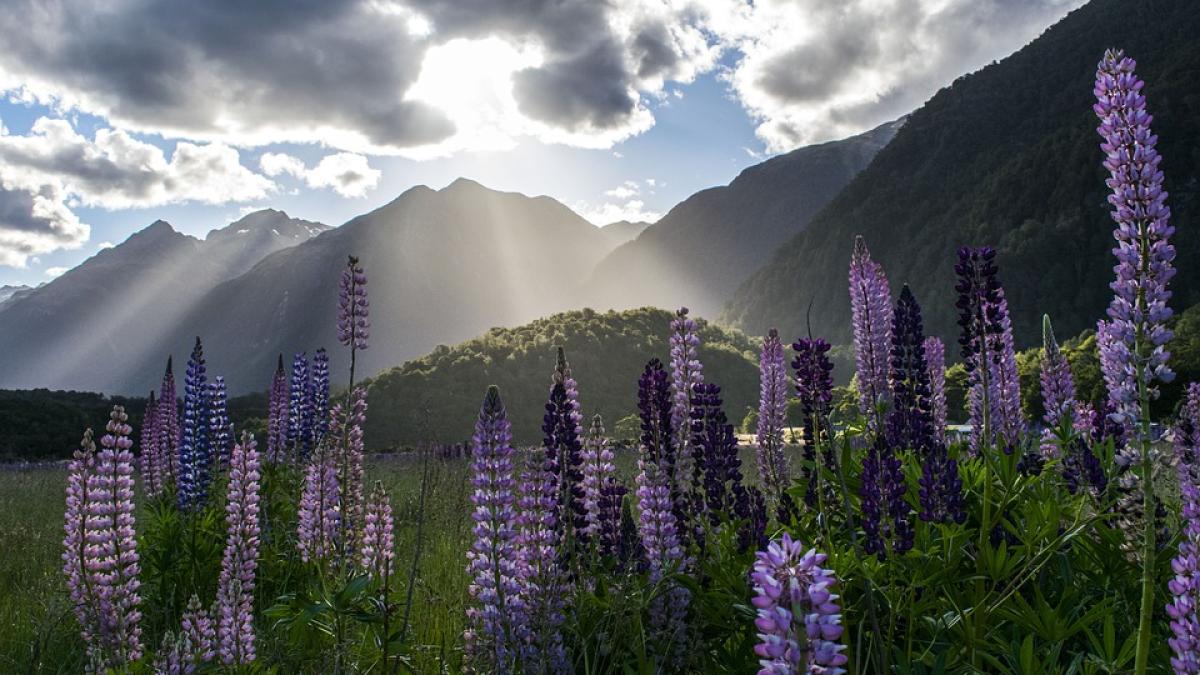 lupin-planta-obezitate_58167900