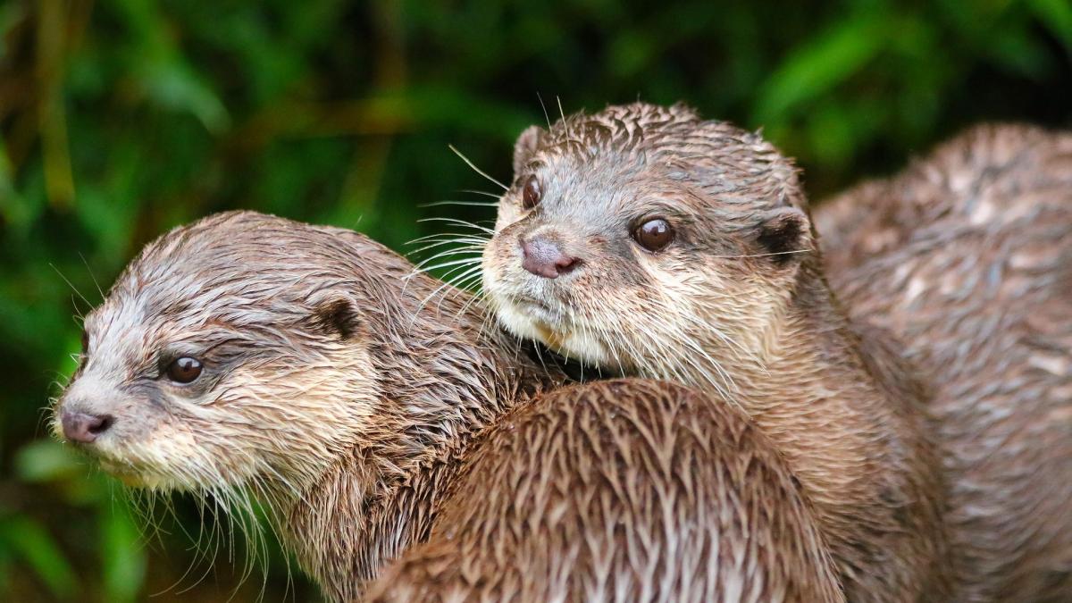 barbat-atacat-de-o-familie-de-vidre_75584100