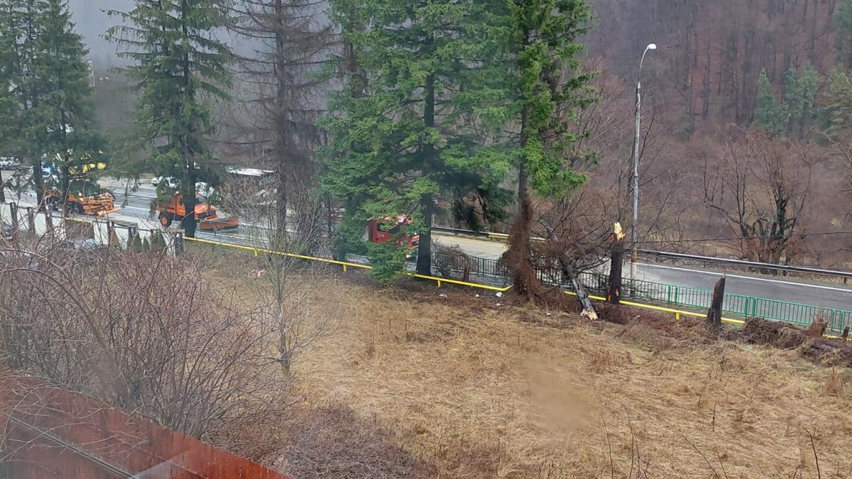 copac-cazut-sinaia_14199400