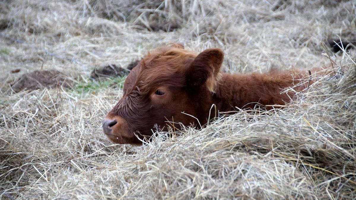 o-femeie-din-cambdogia-s-a-castorit-cu-un-vitel_59927100