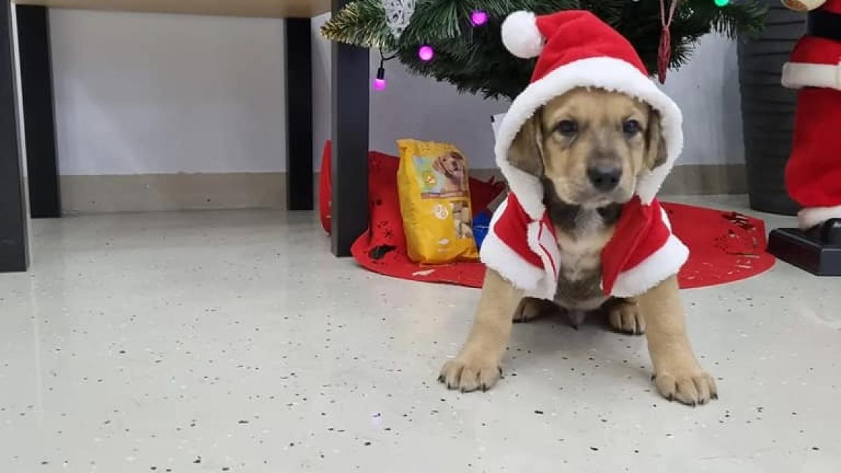 adoptii-caini--piciorus-isi-cauta-omul-sub-bradul-de-craciun--vrei-sa-fii-cadoul-lui-pentru-totdeauna-6_46123000