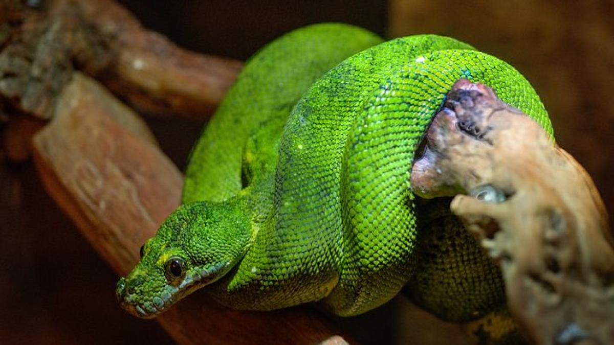 boomslang-sarpe-veninos-brad-craciun-pixabay_11515200