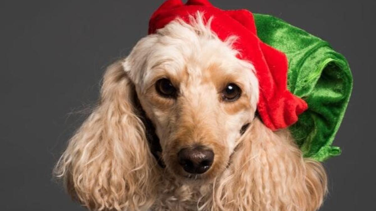 cainii-prefera-melodiile-de-craciunlast-christmas--jingle-bells--all-i-want-for-christmas-is-you-de-mariah-carey---studiu_92127100