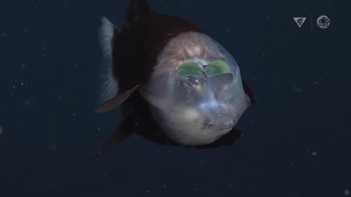 peste-transparent1_56486200