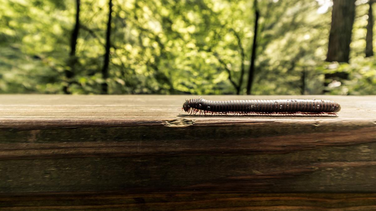 miliped-creatura-picioare_95308700